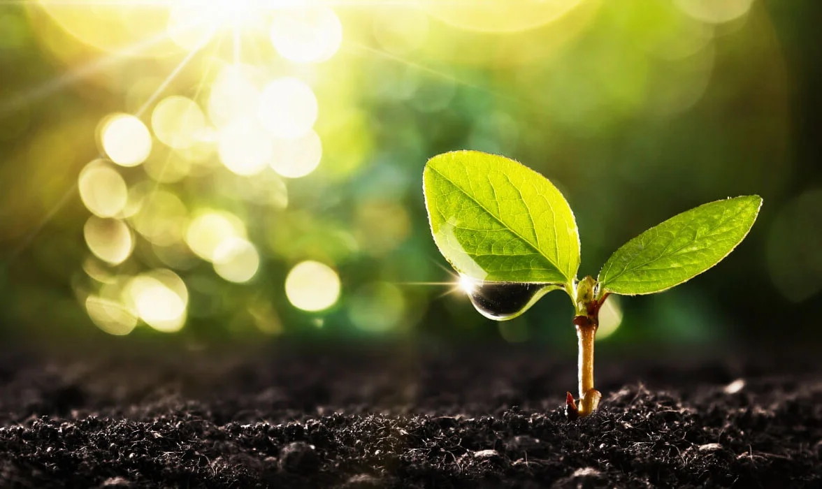 نکات باغداری