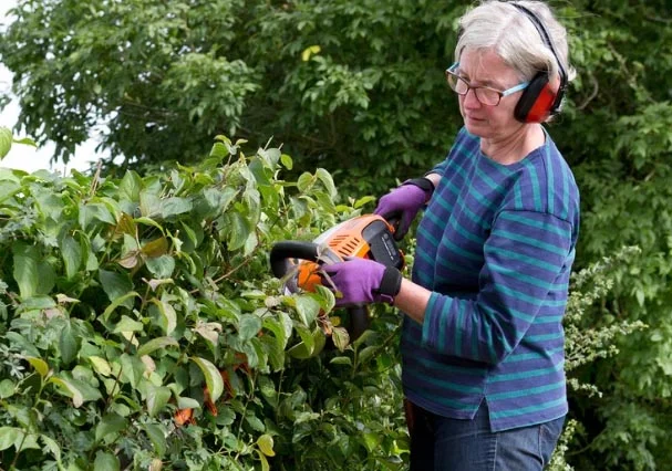 هرس درخت میوه