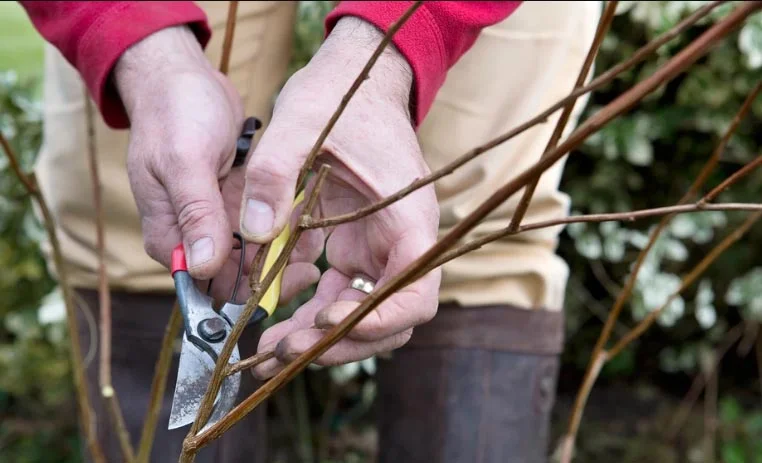 هرس کردن گیاهان